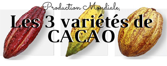 cabosses de cacao différentes couleurs