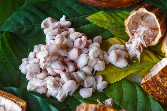 sucre de pulpe de cacao