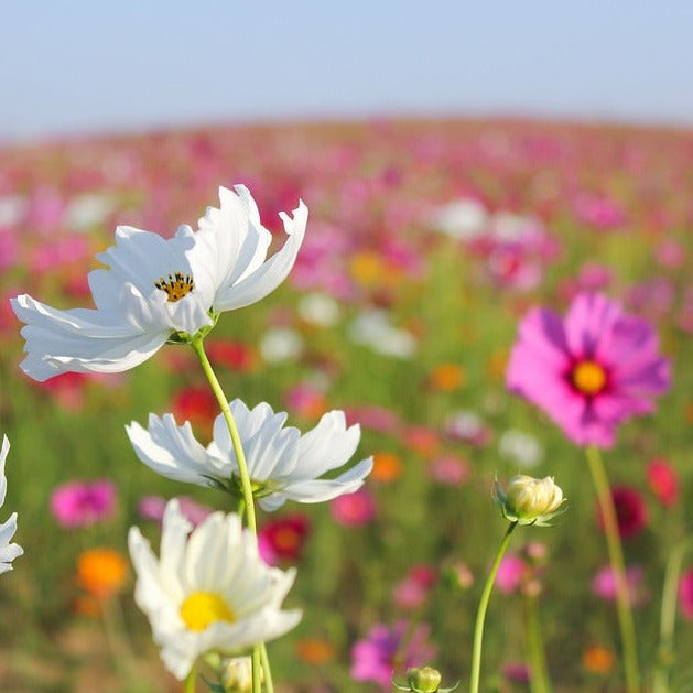 fleurs sauvages thailandaises
