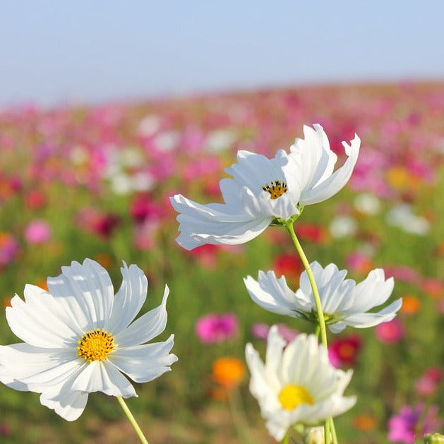 fleurs sauvages thailandais
