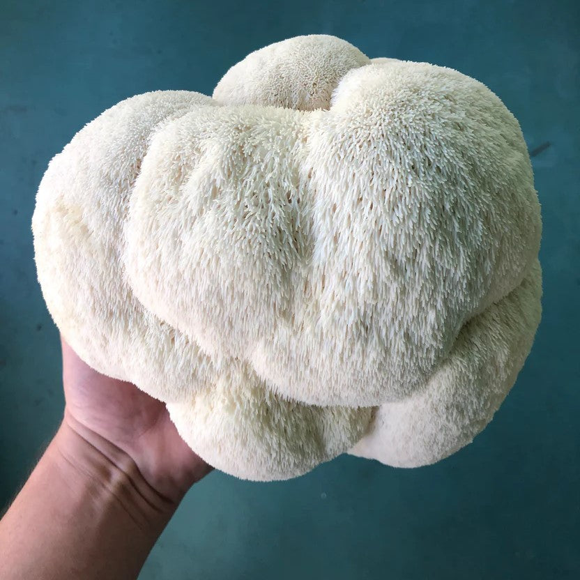 lion's mane champignon