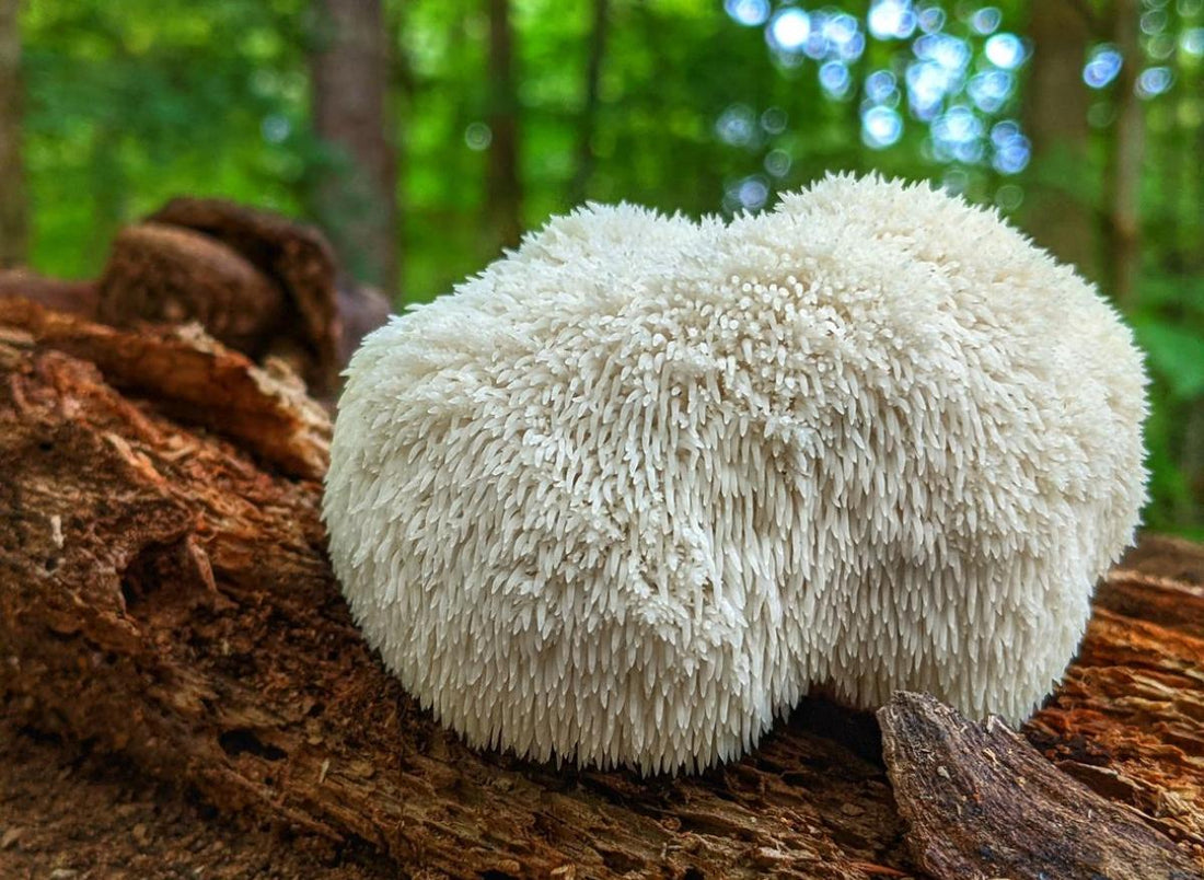 lion's mane champignon