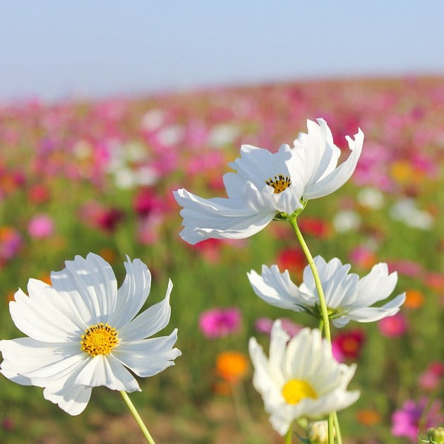 fleurs suavages thailandaises